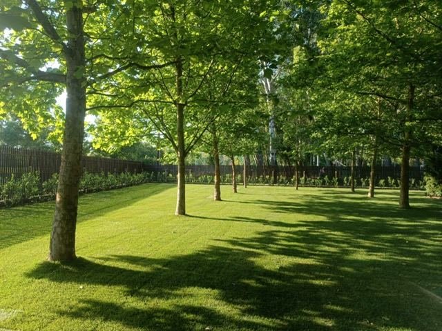Fasor és ápolt gyep a parkban