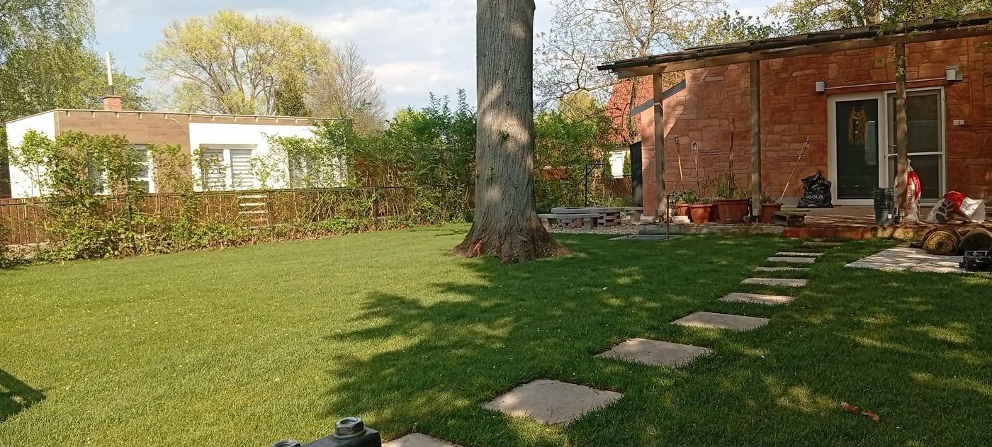 Idős fa a frissen telepített gyepben